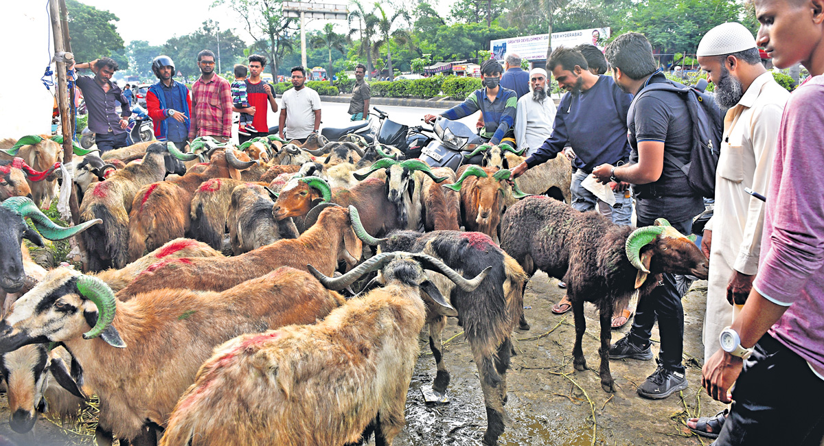 Bakrid: Around 2 lakh sheep to be sold in Hyderabad