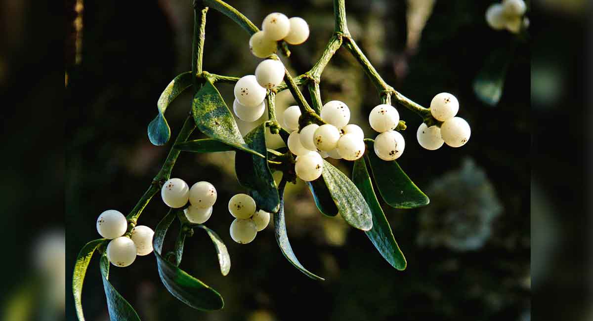 Health and Tech: The promise of Mistletoe to treat cancer