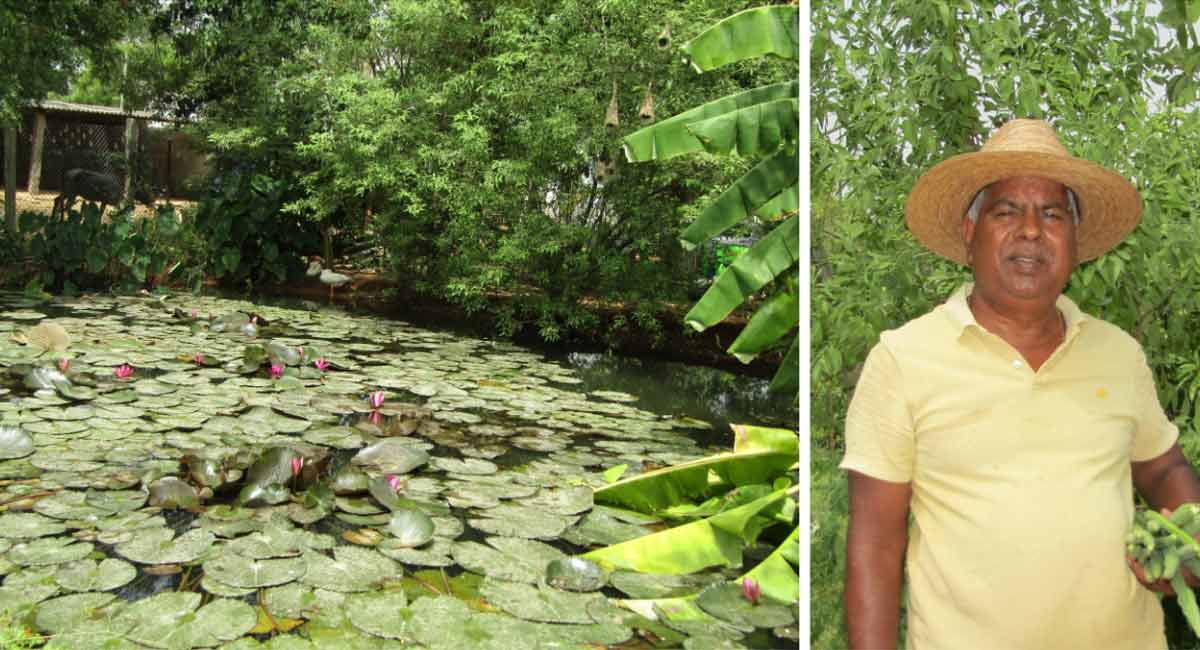 Telangana: Retired officer develops ‘food forest’ in 15 acres