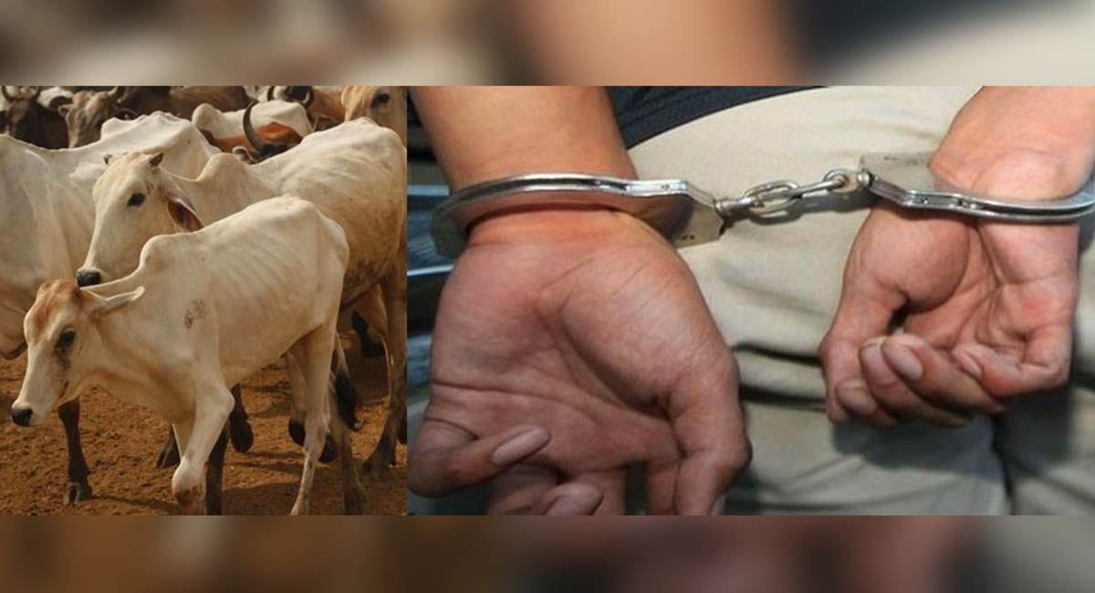 Karnataka man arrested for unnatural sex with cows