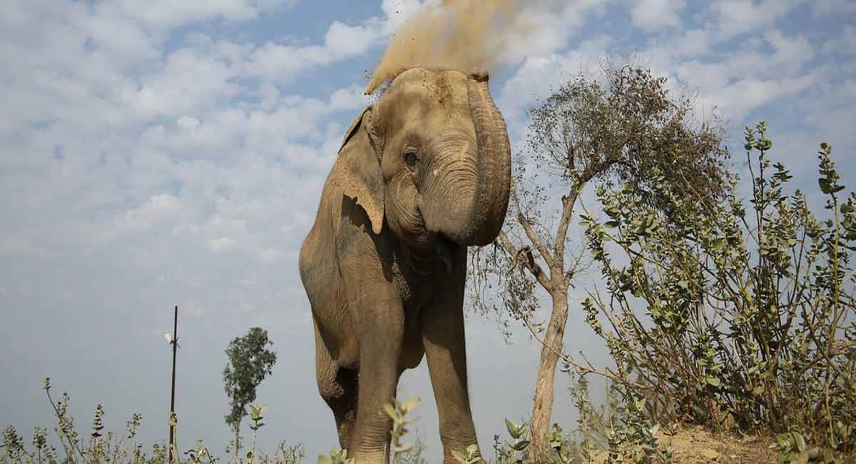 Wild elephant kills K’taka farmer