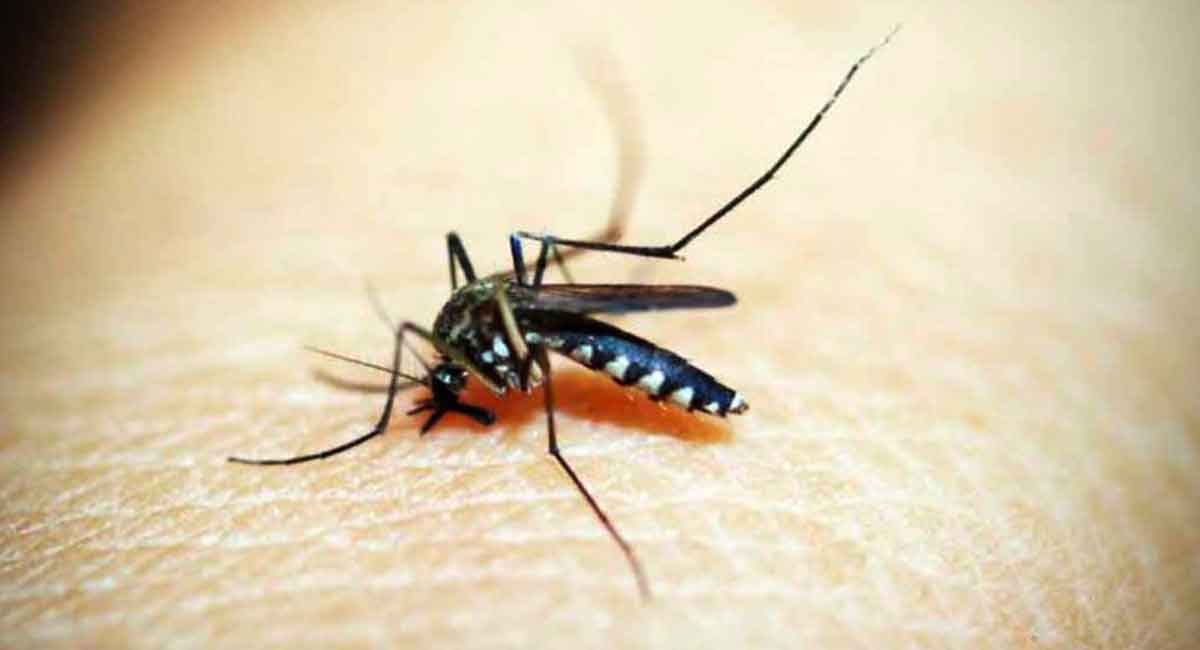 66 dengue cases reported so far in Khammam