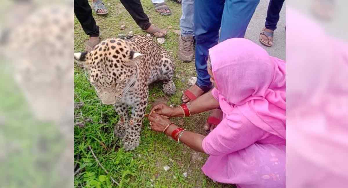 Woman ties rakhi to injured leopard, picture goes viral