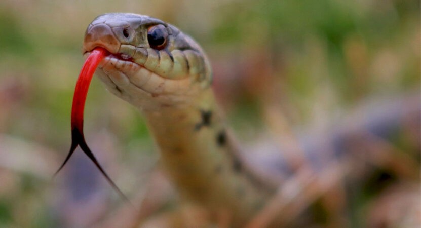 16-month-old girl dies of snake bite in Asifabad