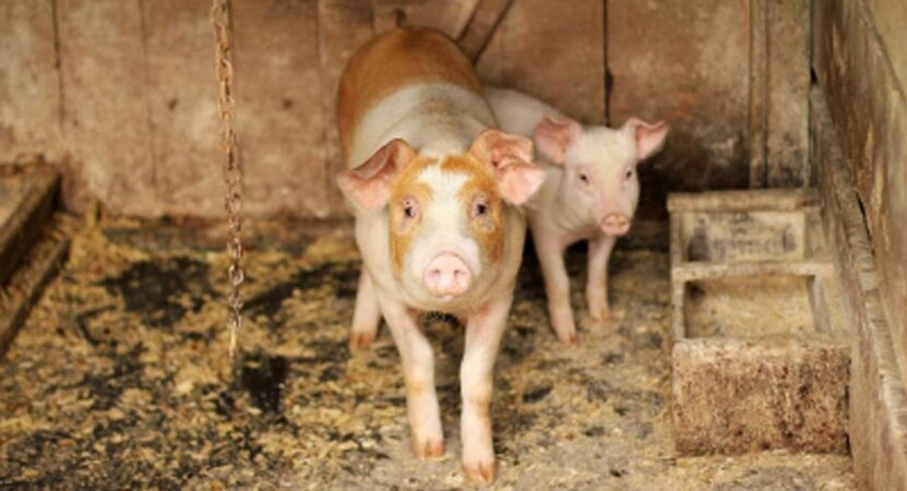 African swine flu resurfaces in Kerala’s Wayanad
