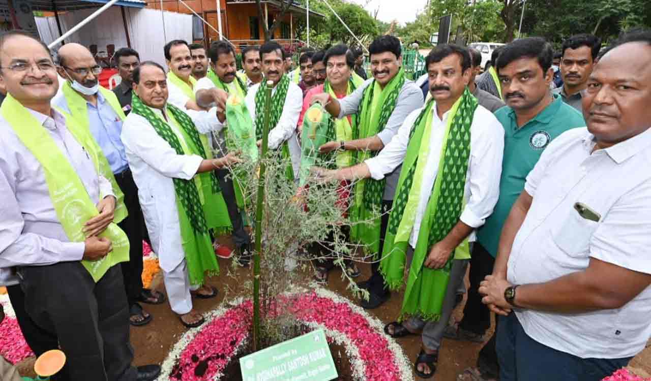 Telangana: Over 1 lakh Jammi saplings to be planted ahead of ...