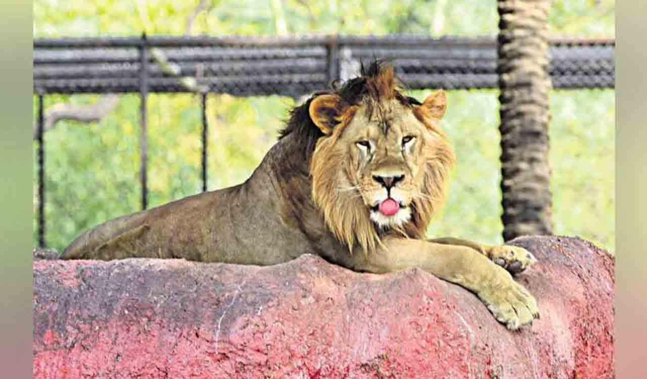 Hyderabad: Lions are healthy, clarifies Nehru Zoo Park after visitor raises  concern - Telangana Today