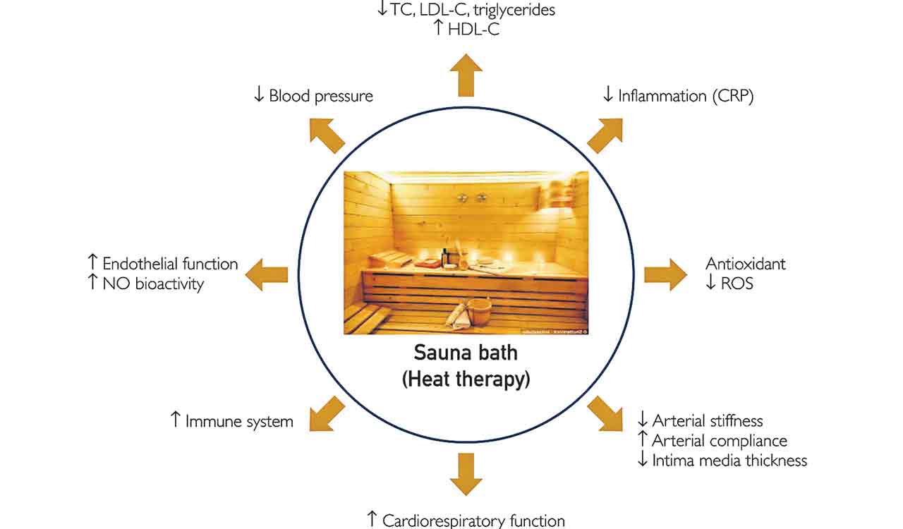 Health and Tech: Study finds sauna therapy boosts heart health - Telangana  Today