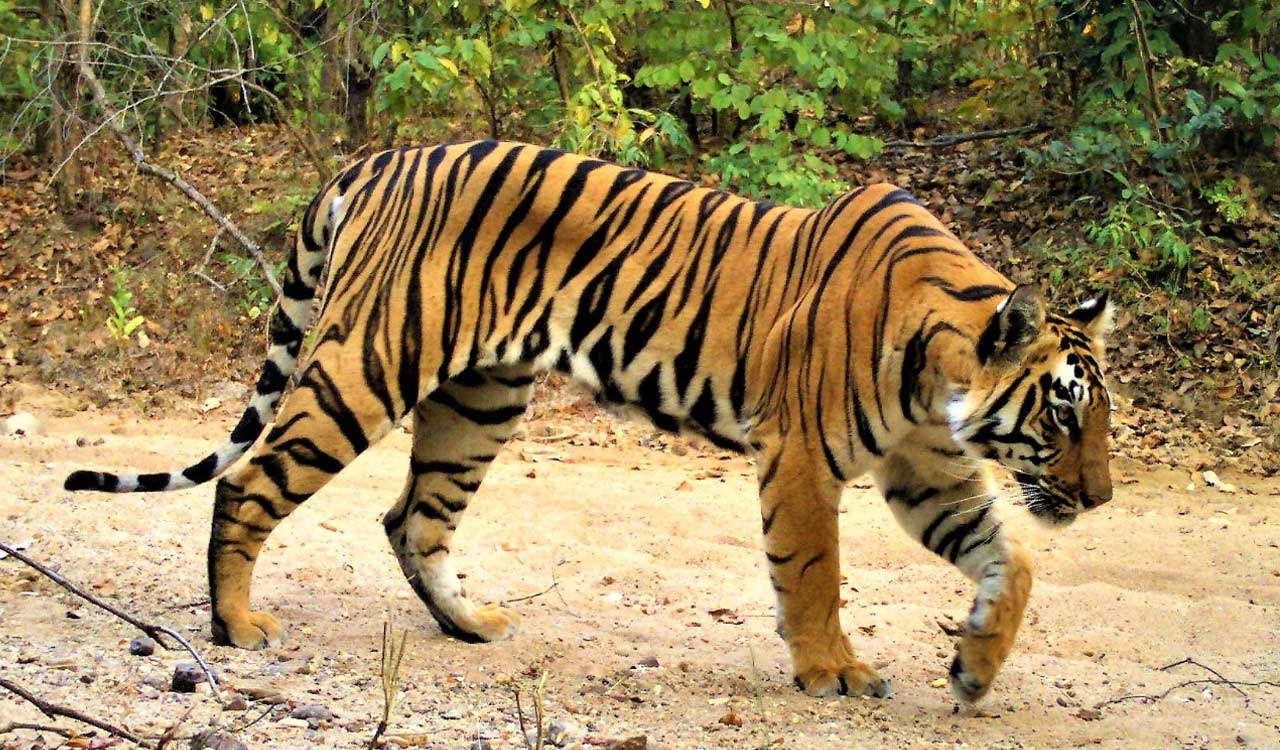 Tiger from Maharashtra migrates to Asifabad forests - Telangana Today