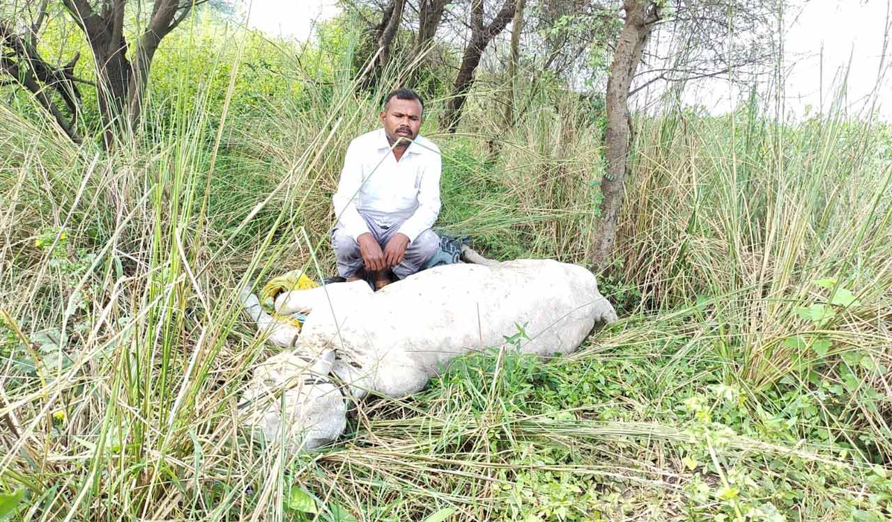 Cow dies of lumpy skin disease in Peddapalli