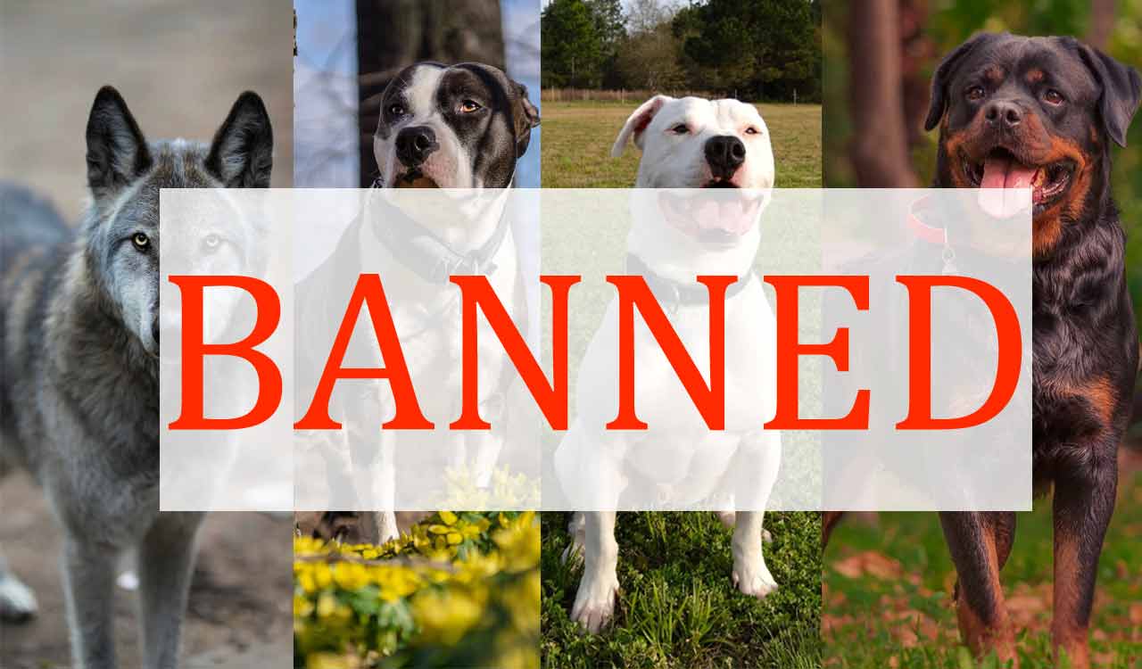 Gurugram Bans 11 Dog Breeds Due to Increase in Pet Attacks