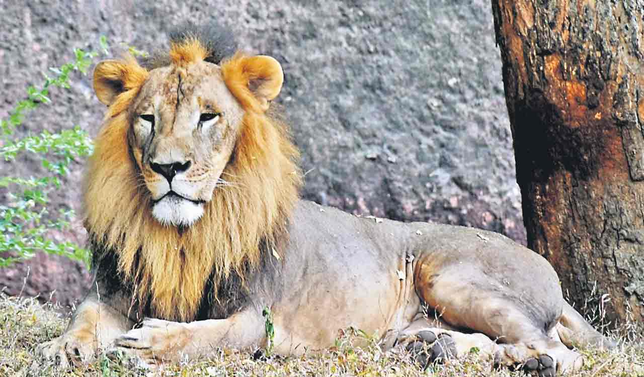Hyderabad: Aurigene Pharmaceuticals adopts African lion at Nehru Zoo