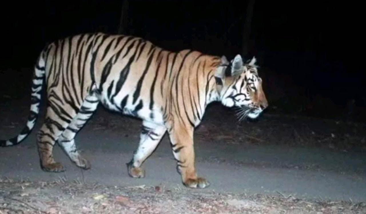 Tigers from Maharashtra face territorial conflict with native tigers in Asfabad after humans kill