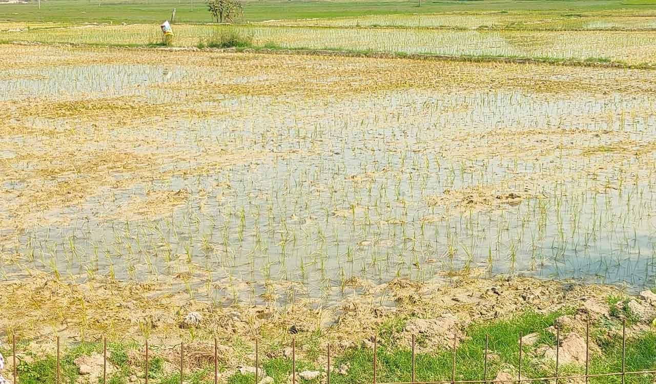 Stem borer is worrying paddy farmers in Karimnagar