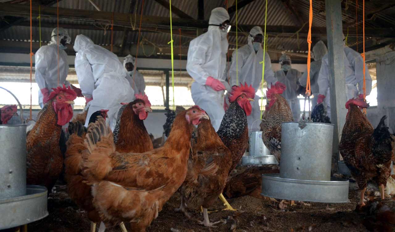 Avian Influenza (H5N1) detected in samples of govt poultry farm, Bokaro,  Jharkhand - Telangana Today