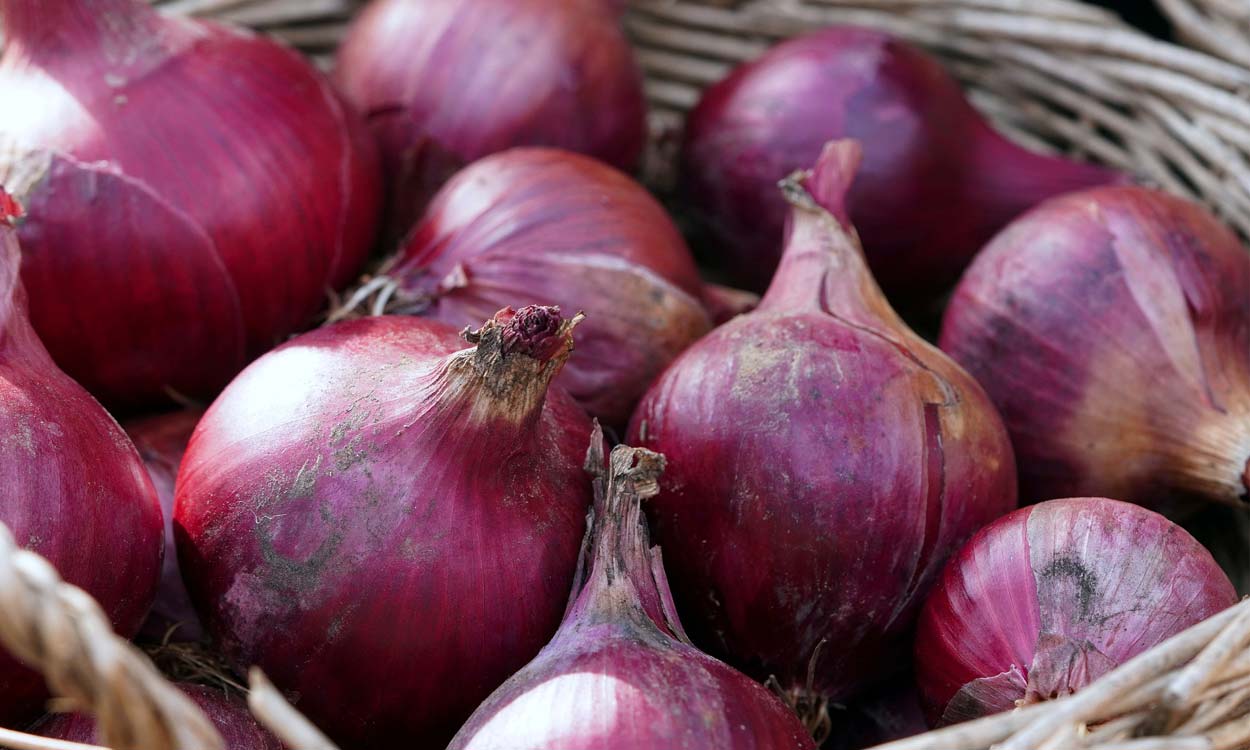 Shocking: Farmer in Solapur earns Rs 2.49 net profit on sale of 512 kg onions