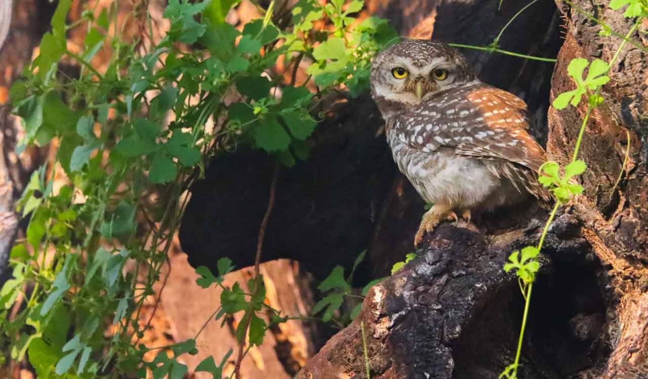 Bird walk concludes in Kawal Tiger Reserve