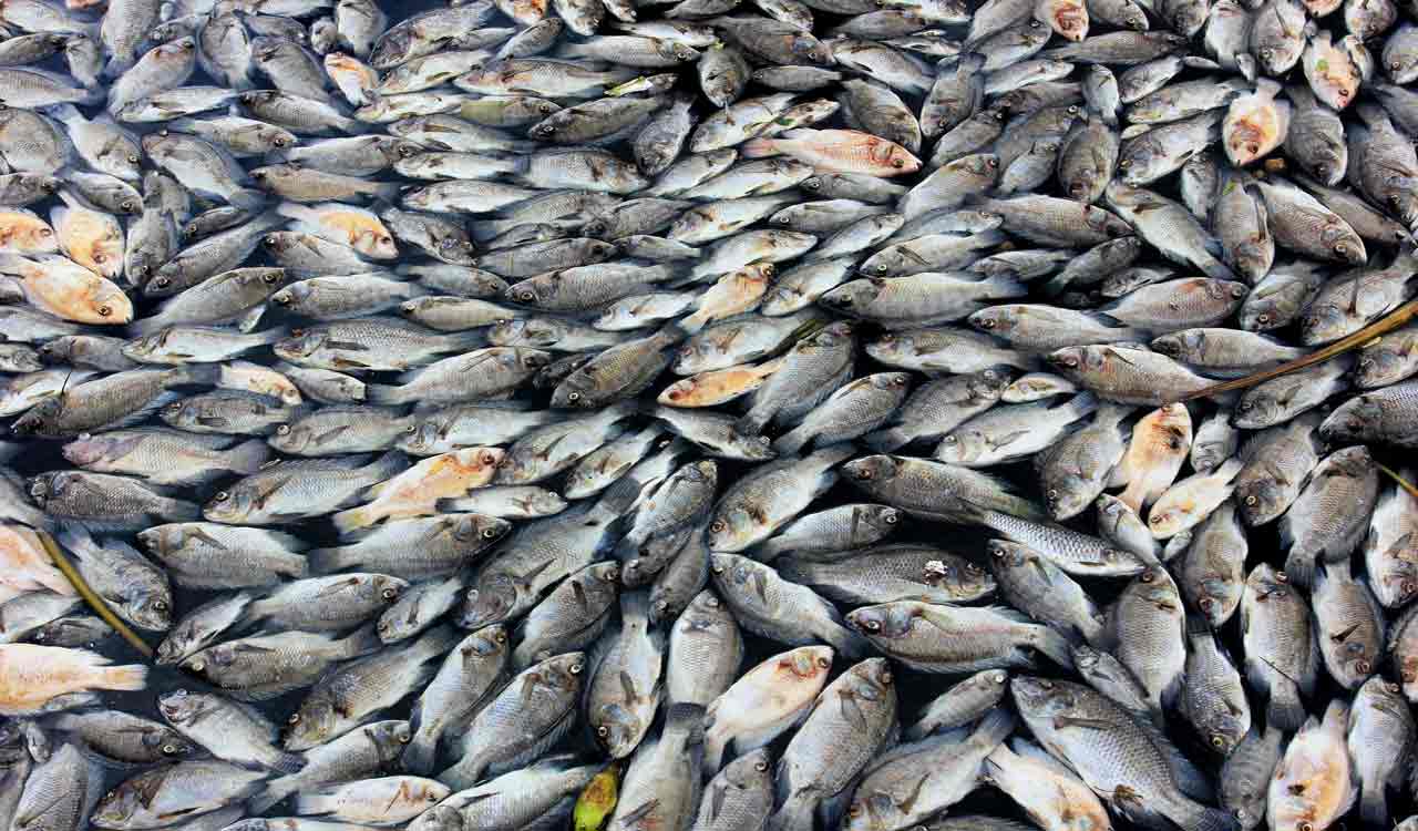 EOC activated following mass fish deaths in Australia
