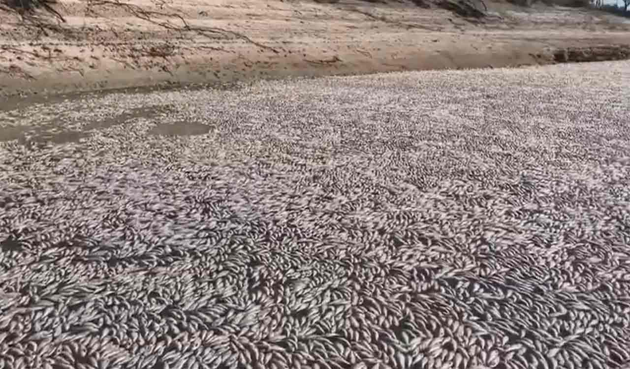 Watch: Millions of dead fish wash up in Australia