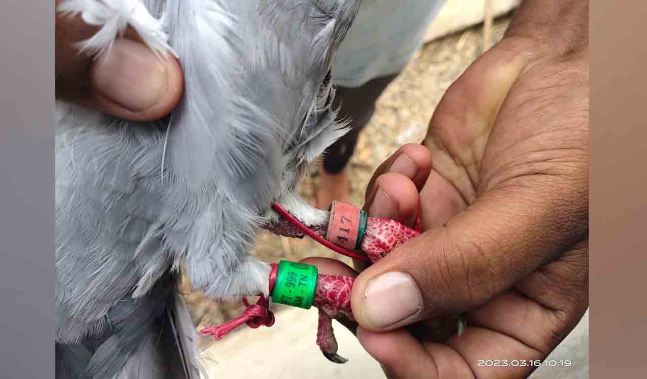 A racing pigeon with tags attached to legs found at Mamunur village of Yerrupalem mandal in Khammam district on Thursday.