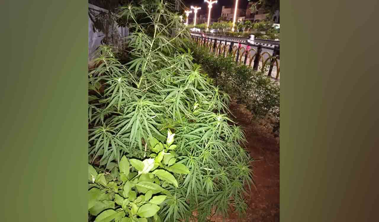 Book cases against ganja users, SP tells officials