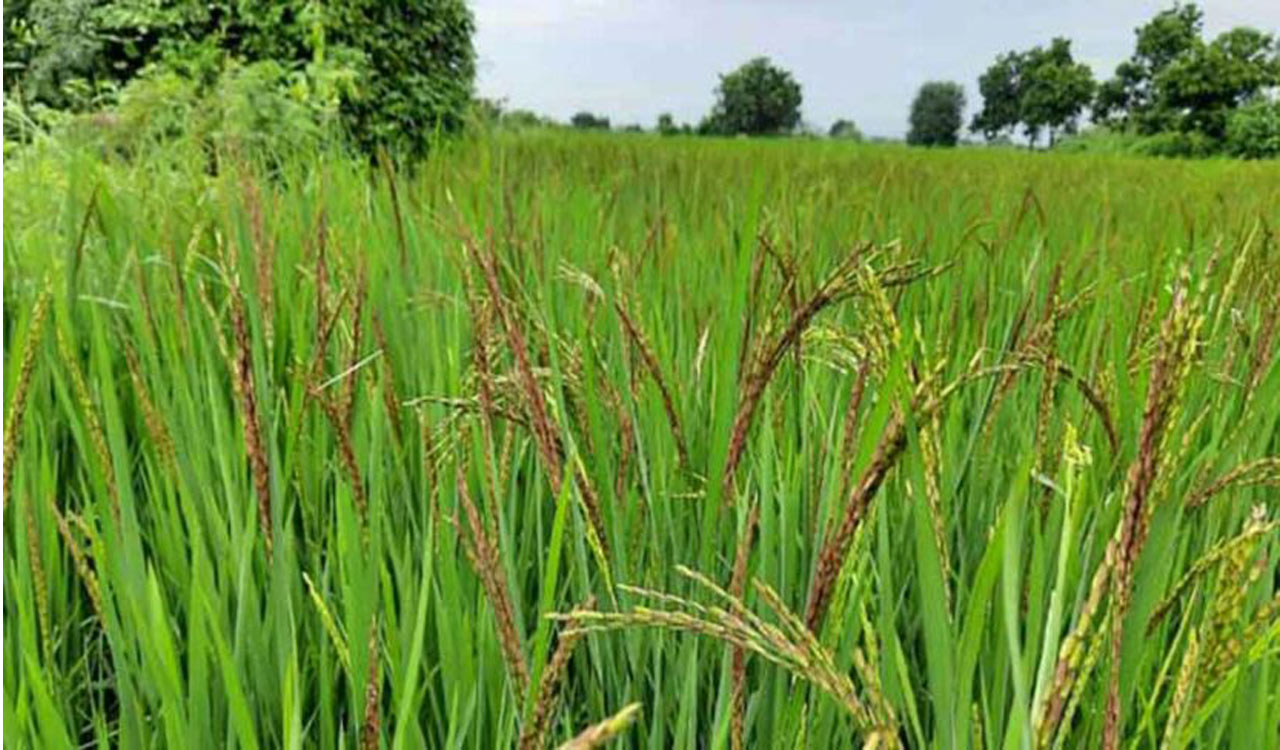 Telangana: Chouhan visits paddy purchase centres, mills