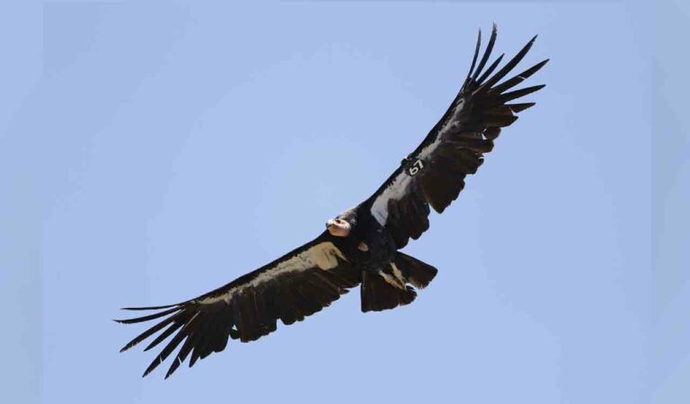 File photo of a California condor