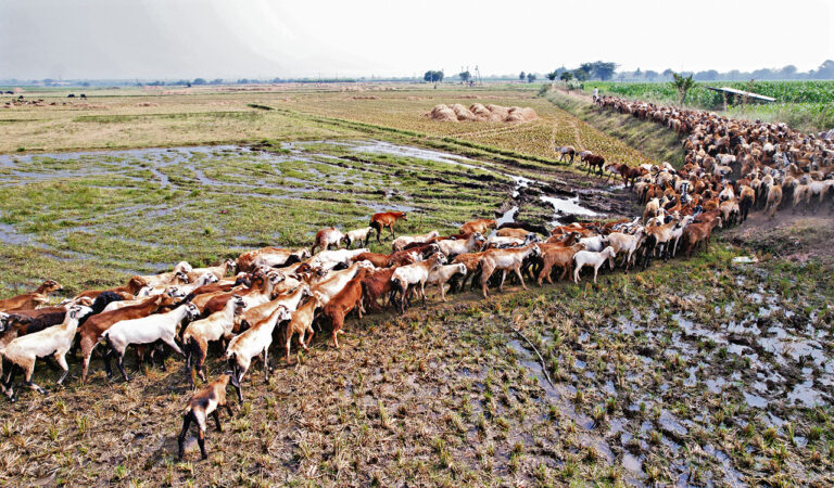Telangana: Sheep Distribution Scheme Phase II from June 5