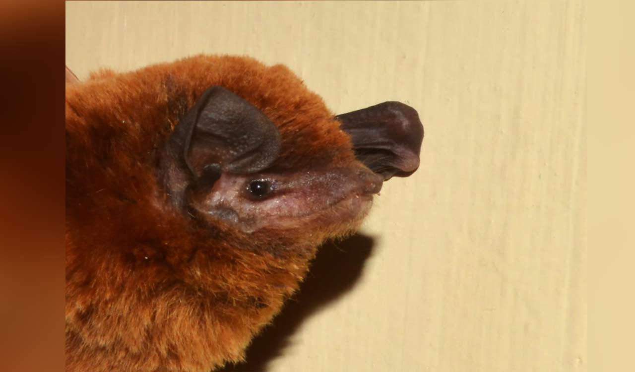 Osmania University scientist discovers new species of Bat in Karnataka