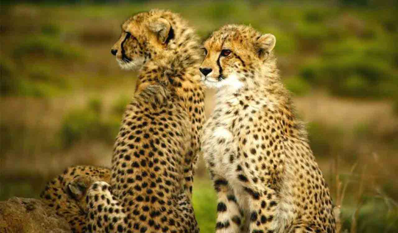 ‘Reintroduction of cheetahs into wild must mean a step towards restoring grasslands’