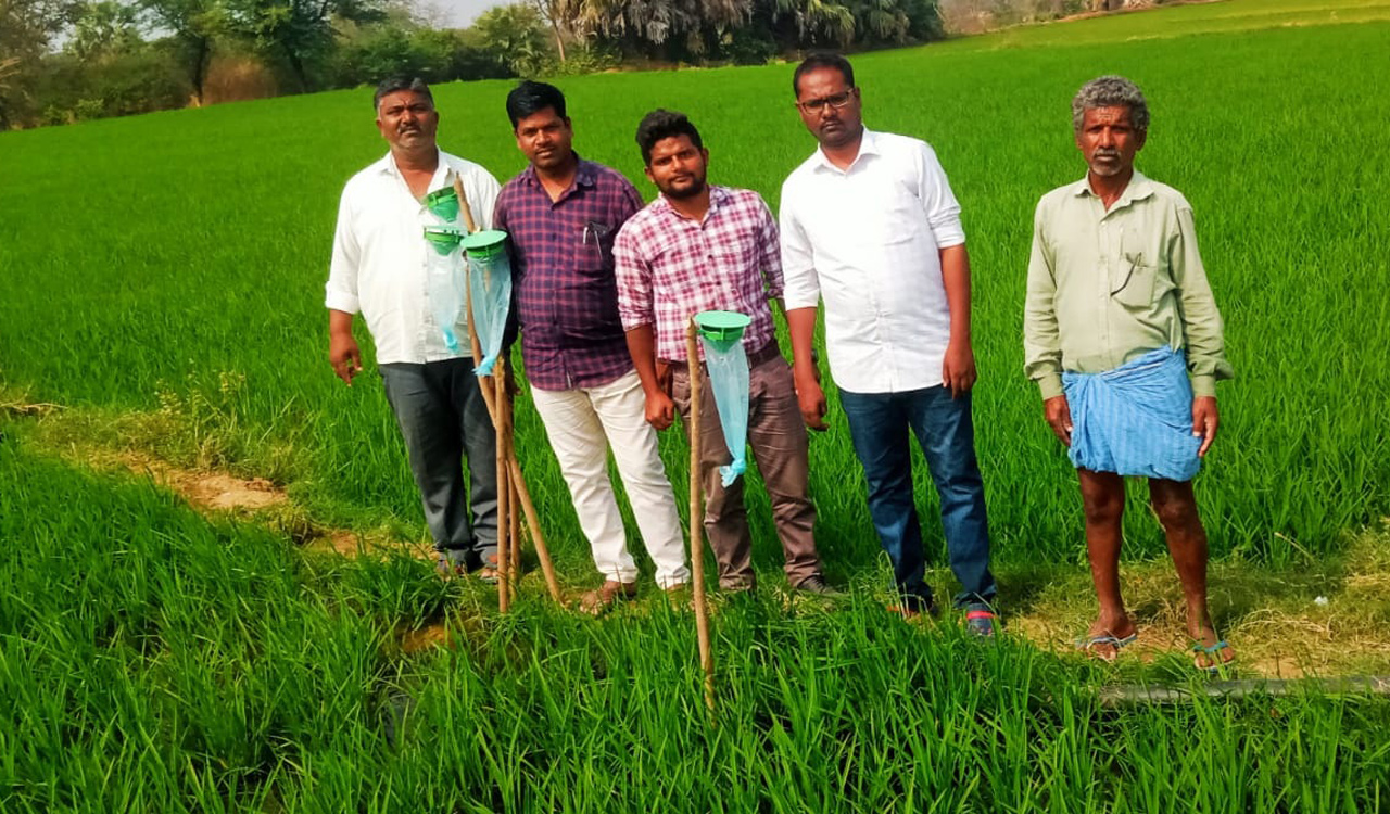 Siddipet: Narayanraopet paddy farmers keep stem borers at bay