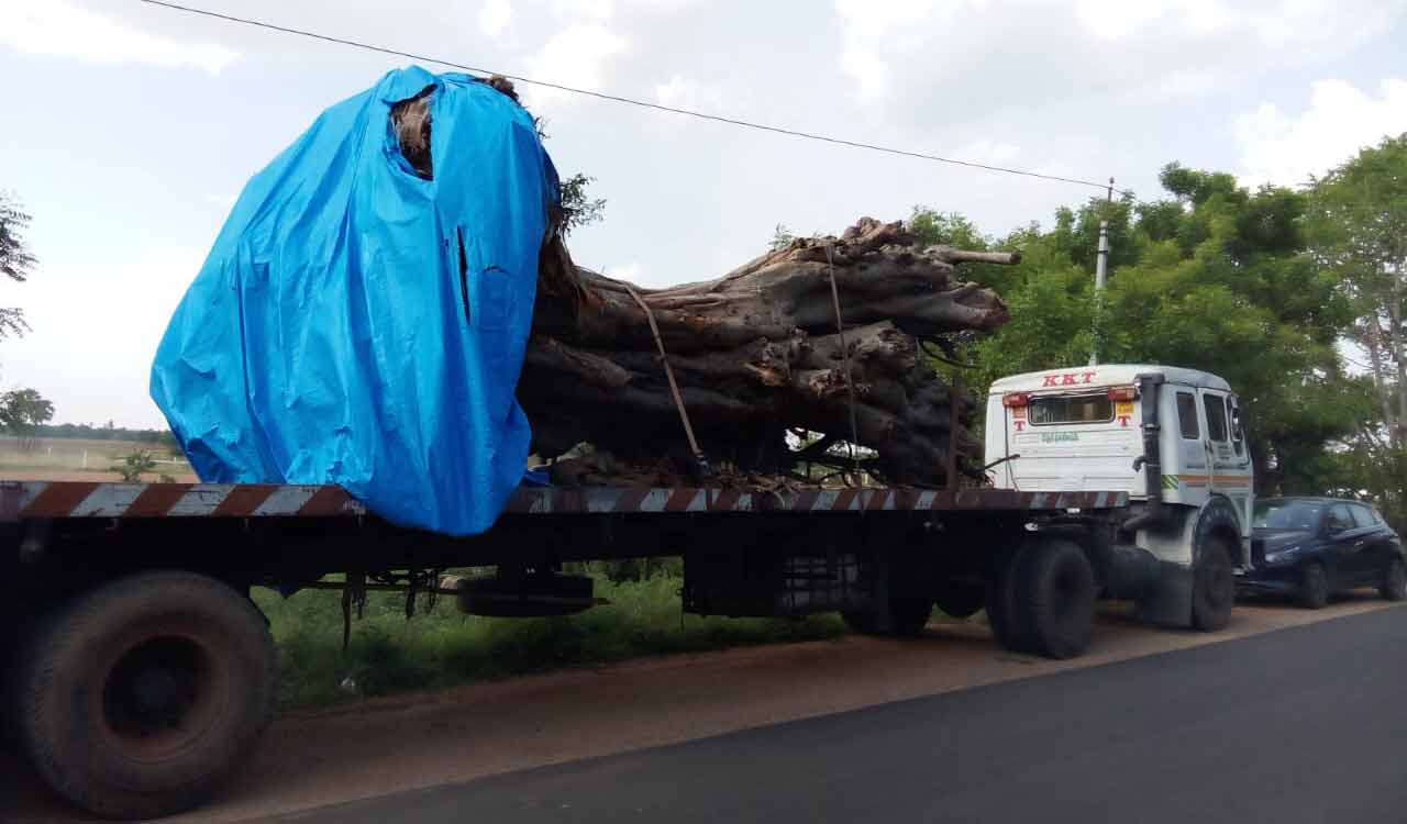 Century-old banyan tree finds new home in Telangana’s Motakondur