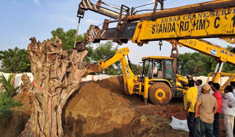 Century Old Banyan Tree Finds New Home In Telangana's Motakondur (4)