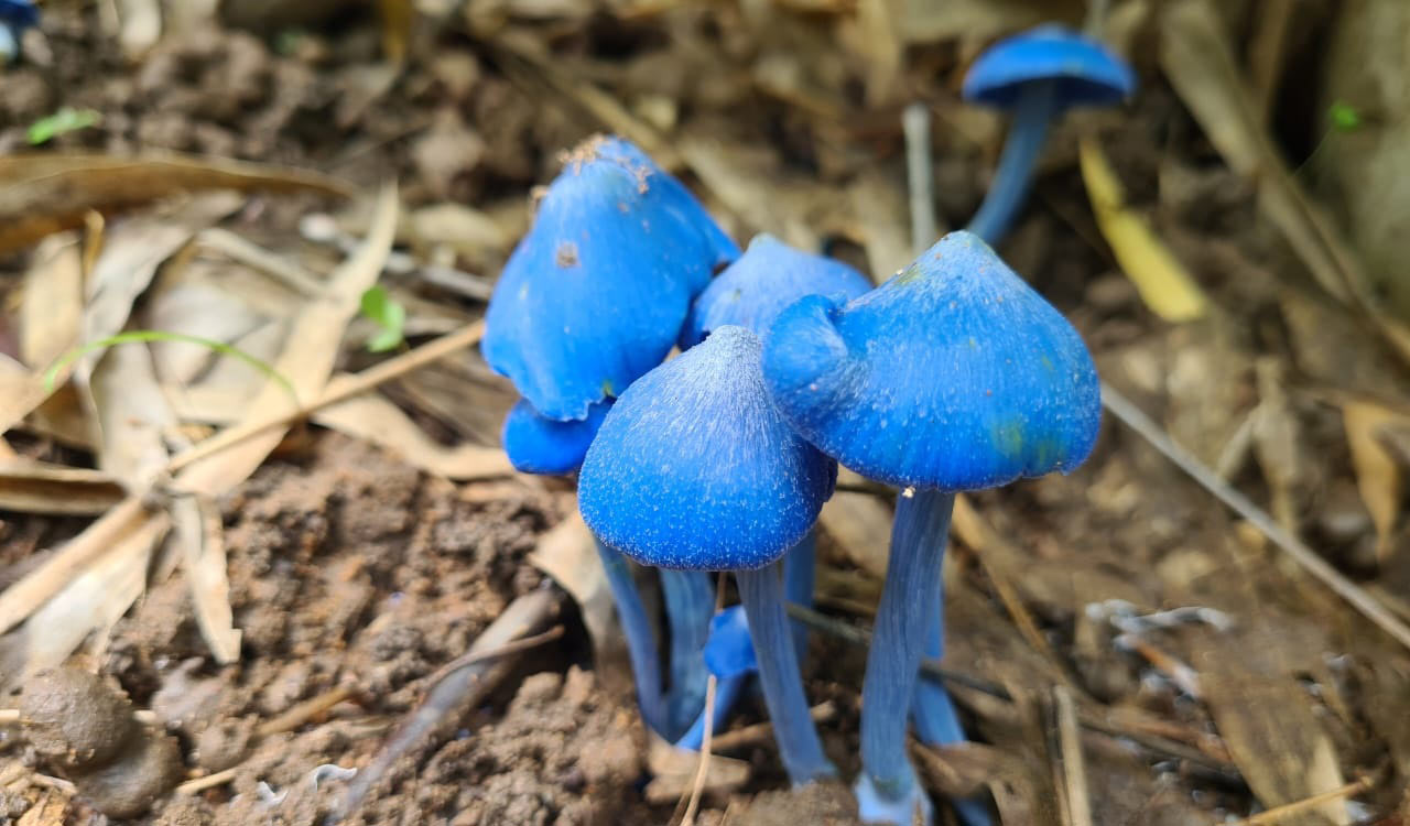 New Zealand mushroom species found in Asifabad forests