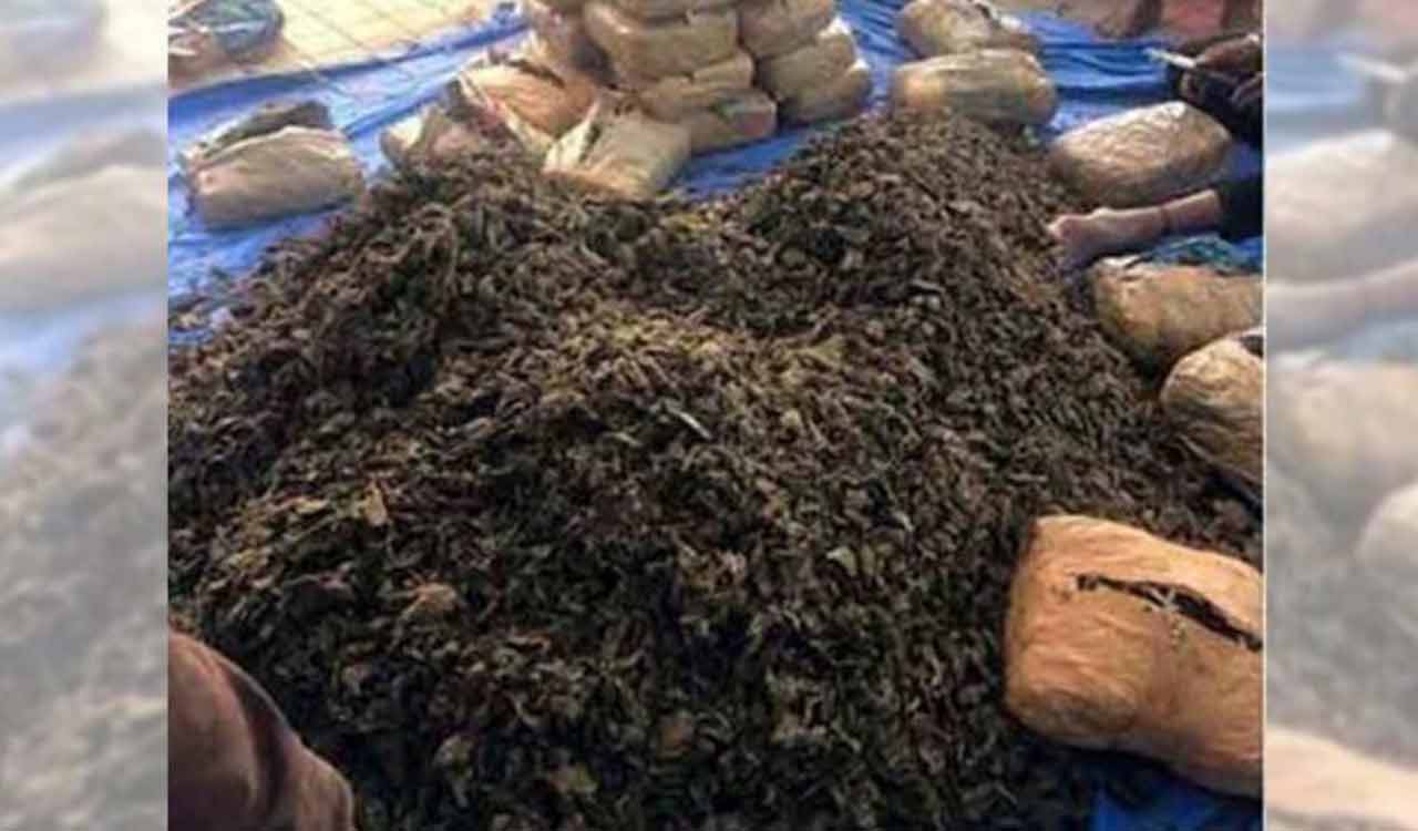 230 kg seized ganja burnt in Khammam