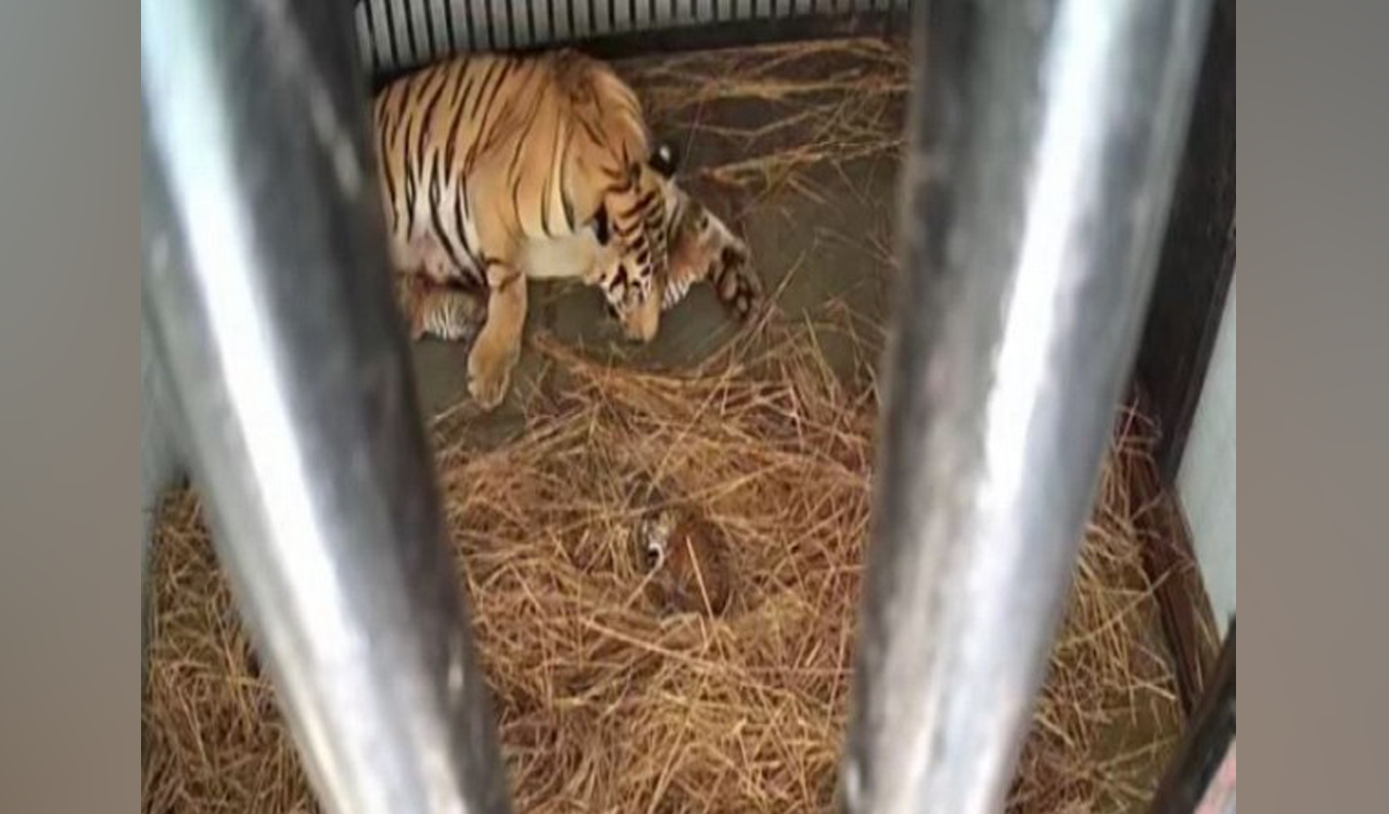 Tigress gives birth to three cubs at Bengal Safari Park
