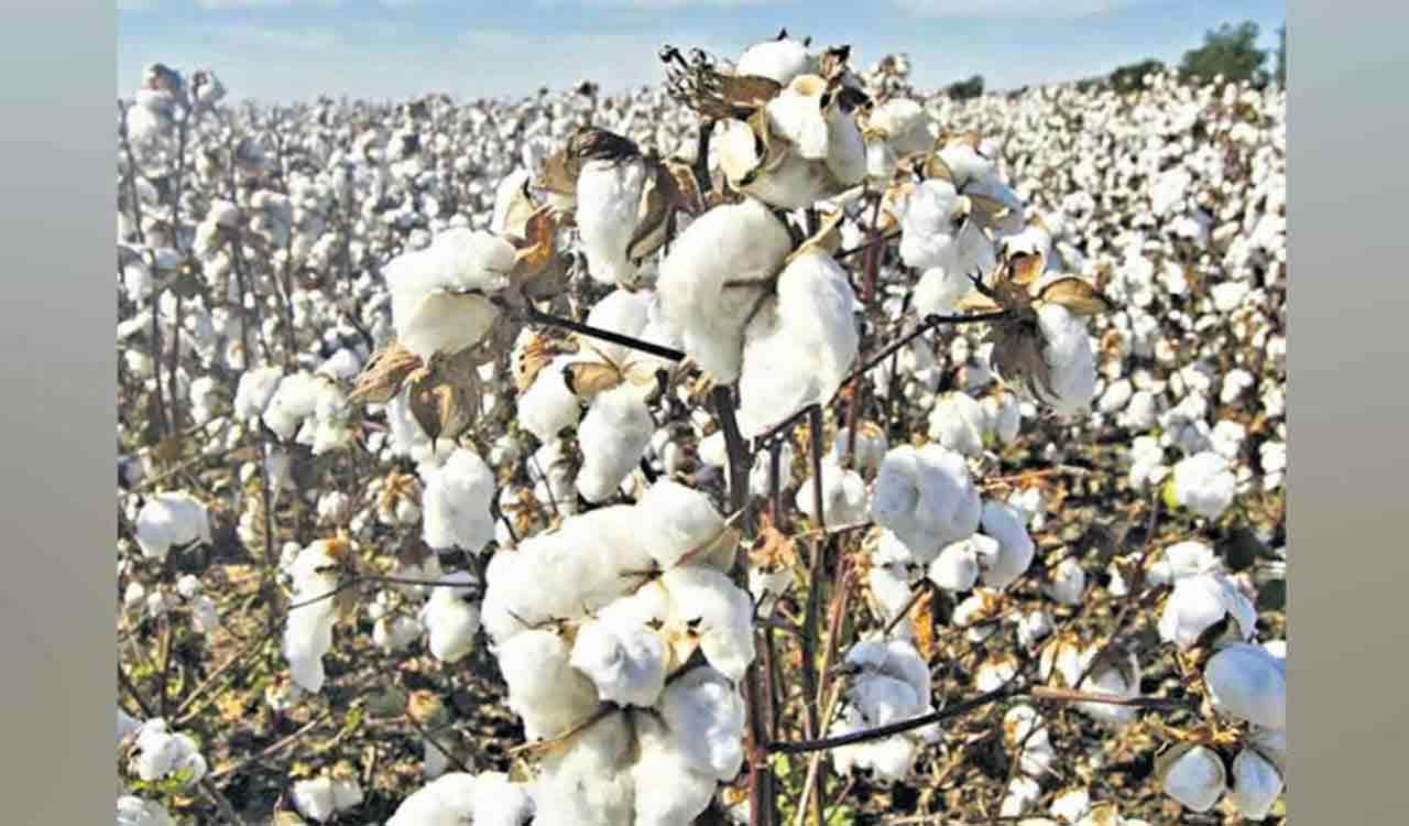 Pre-sowing forecast 2023-24: Cotton prices expected to range from Rs 7,550 to 8,000 per quintal in Telangana