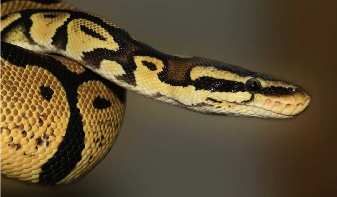 Hyderabad: Locals capture 12-feet-long python near Mir Alam Tank