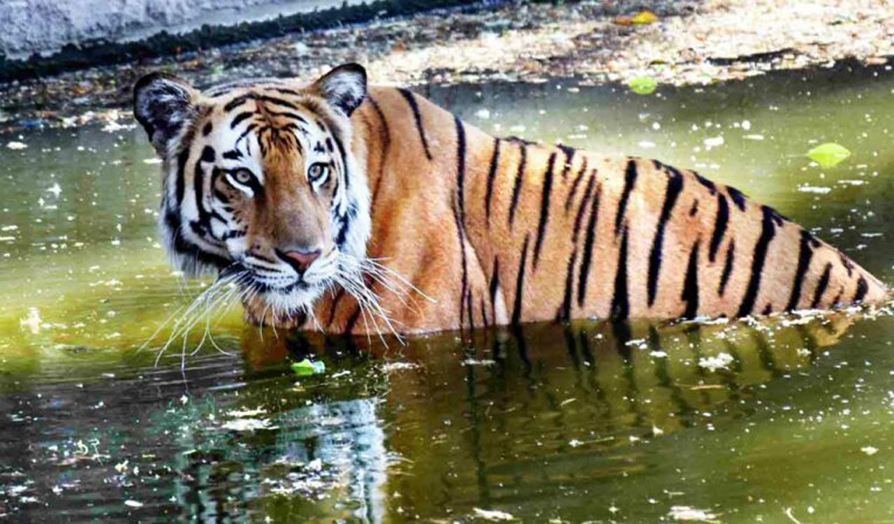 Maharashtra: Tiger mauls 60-year-old man to death in Chandrapur ...