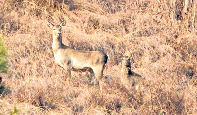 Hangul Deer