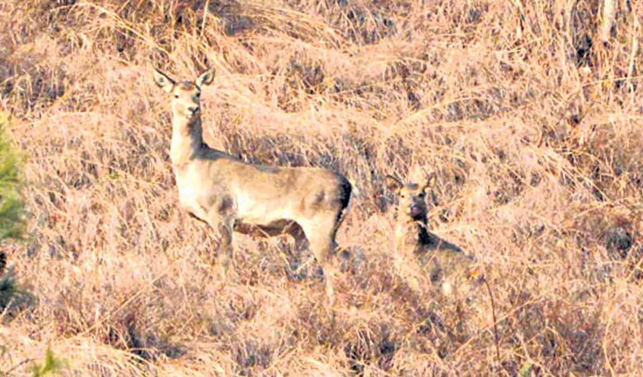 CCMB researchers estimate critically endangered ‘Hangul deer’ population using genetic data