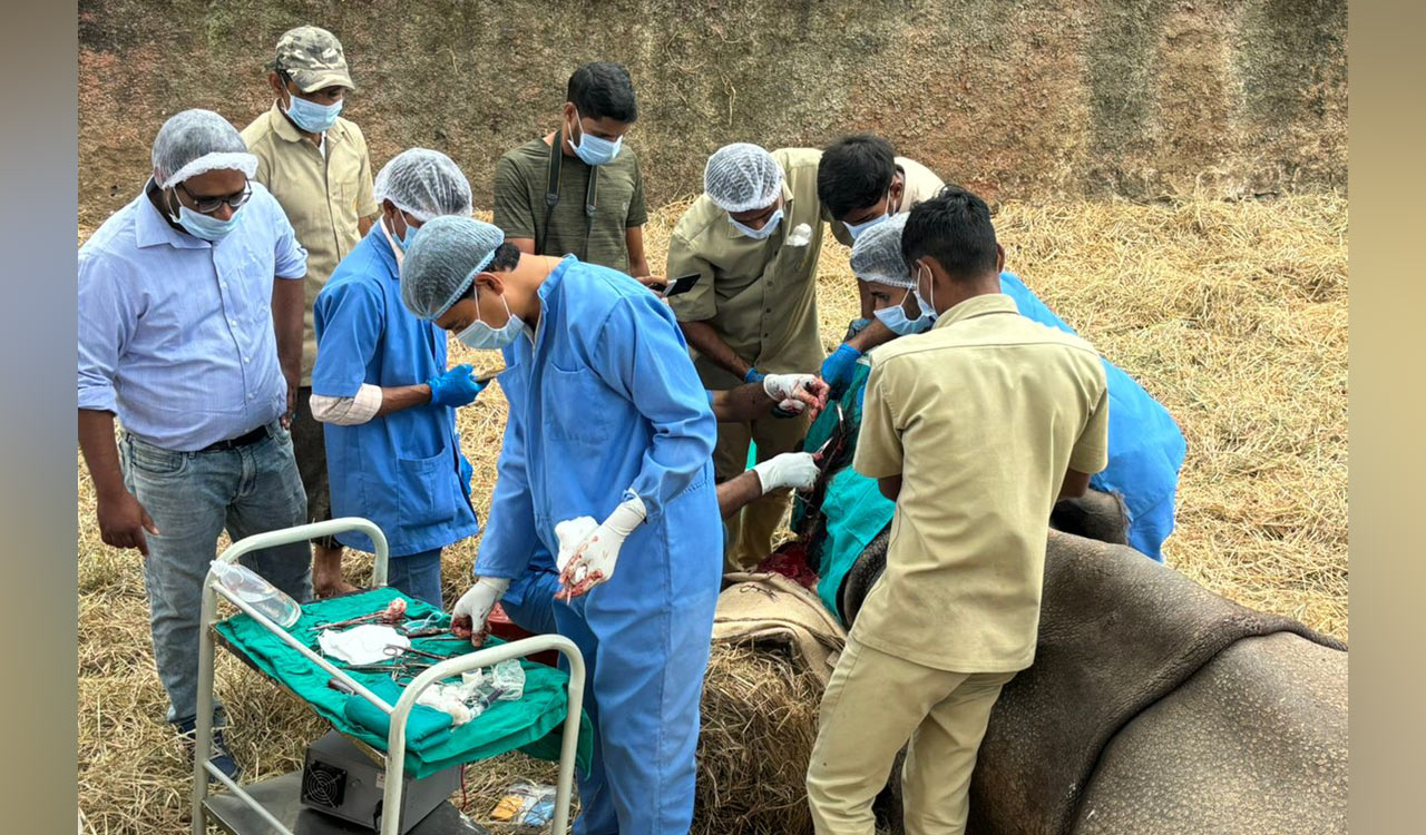 One-horned rhino undergoes major surgery at Hyderabad zoo