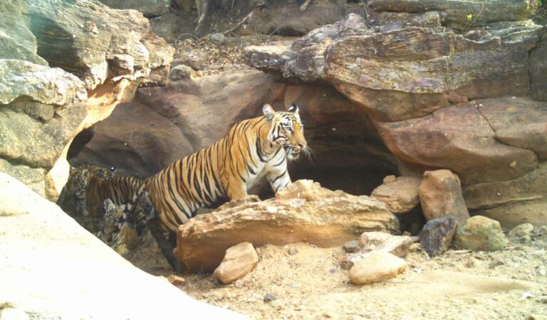 Tigress Phalguna And Its Tw