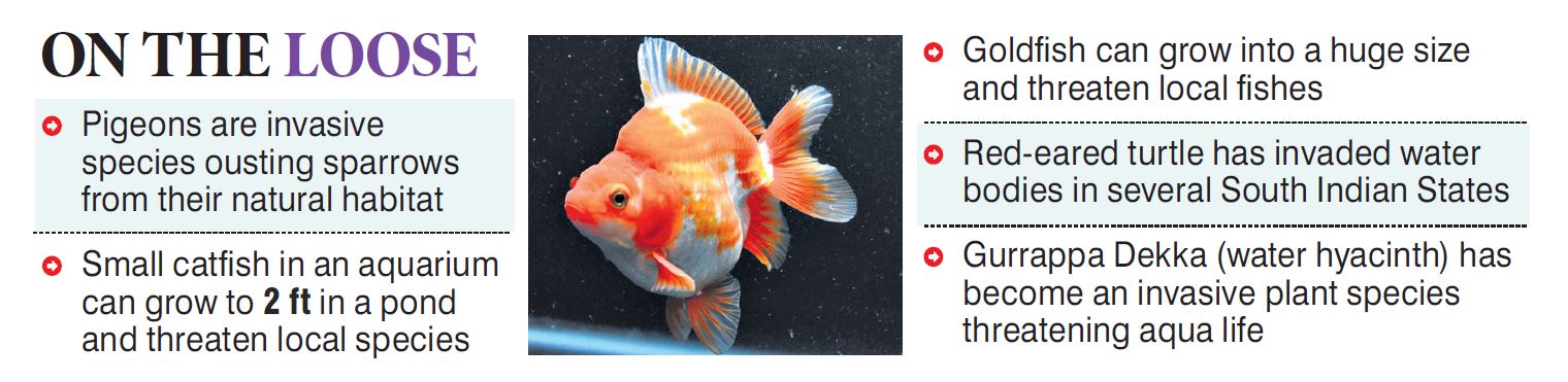 Goldfish – Invasive Species Centre