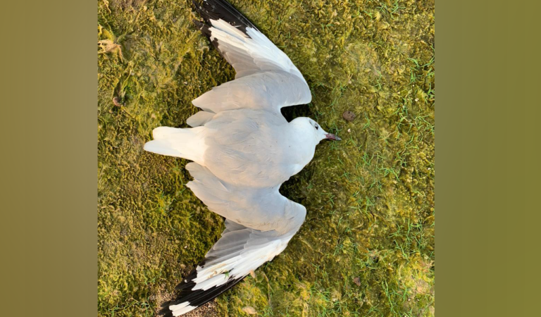 200 migrant gulls found dead in Nagarjuna Sagar backwaters