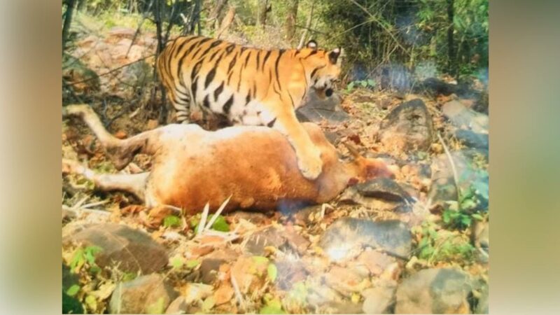 Tiger Killed A Cattle
