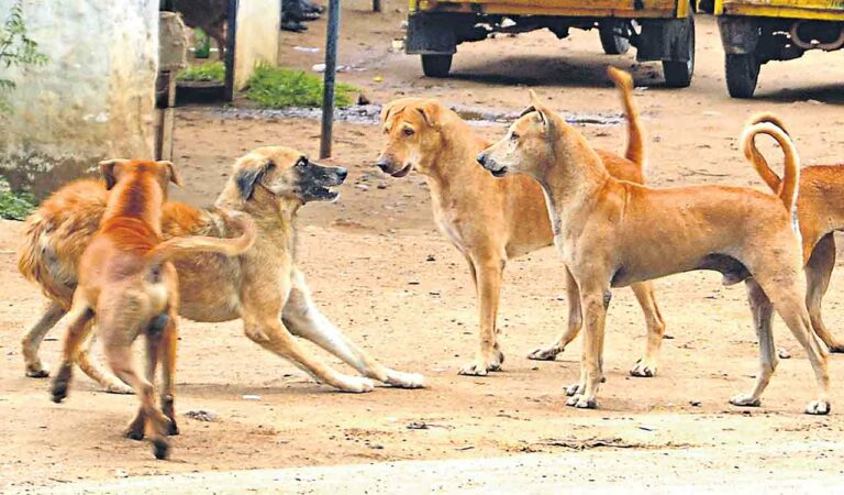 Stray dogs maul peacock to death at Yadadri