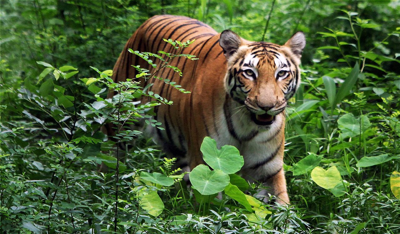 Telangana looking to curb wildlife deaths