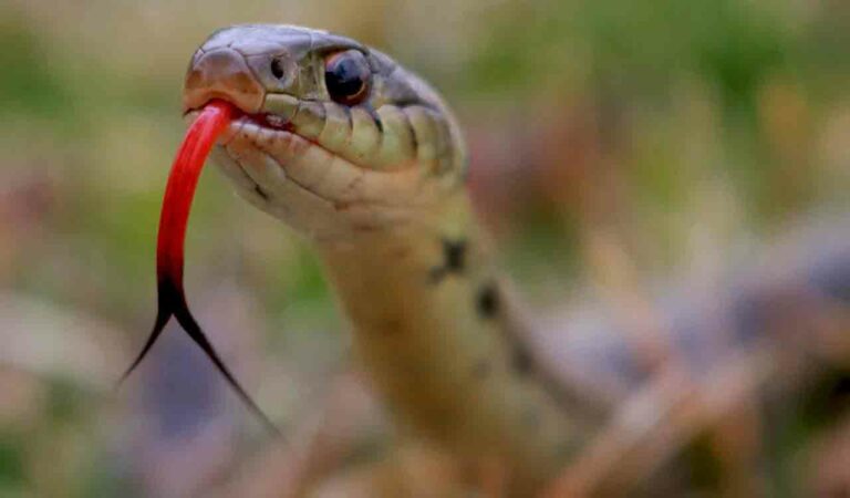 Girl dies of snake-bite in Mancherial