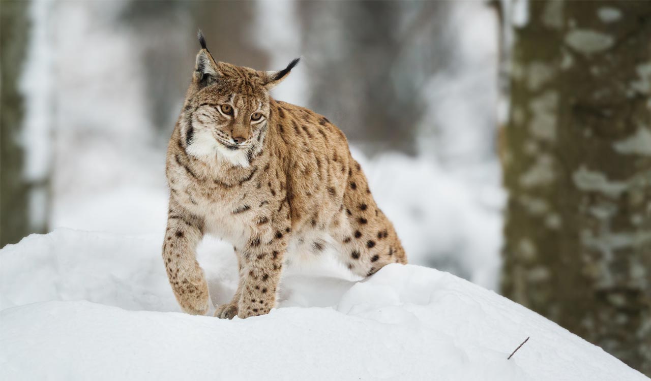 First-ever scientific exercise found 718 snow leopards in India; highest in Ladakh